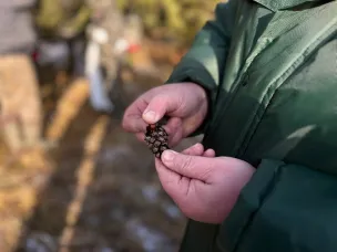 Более 30 тонн шишек собрали в Нижегородской области для восстановления лесов